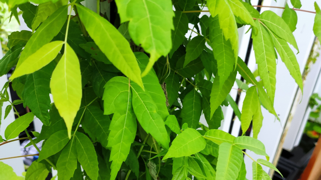 Légume feuille 