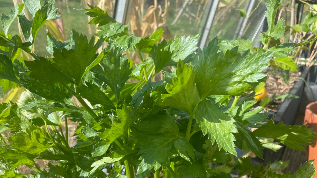 Céleri-branche qui prend le soleil dans un bac de permaculture sous serre