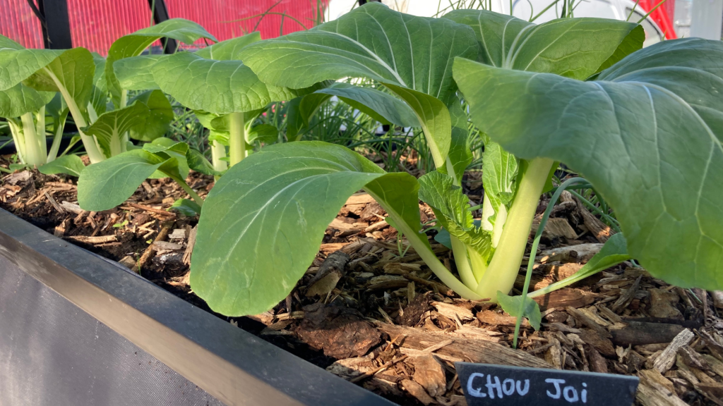 Choi Joi en bac de permaculture