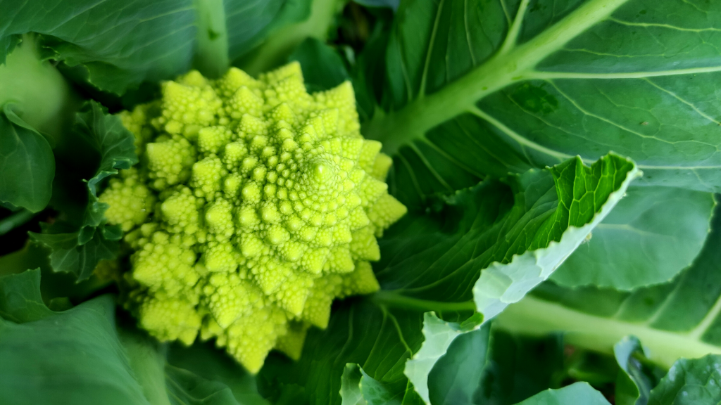 zoom sur un chou romanesco