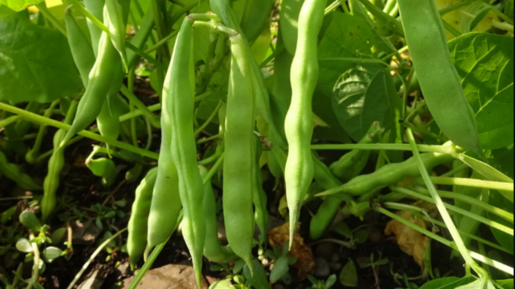 Beans found in the wild