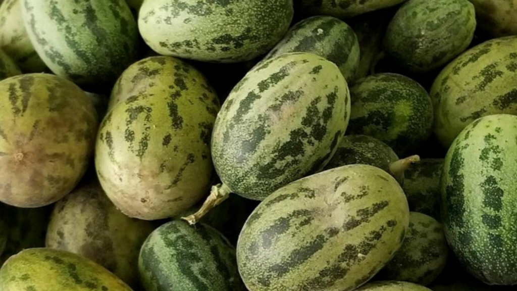 Wilde Melonen mit einem Durchmesser von einem Zentimeter