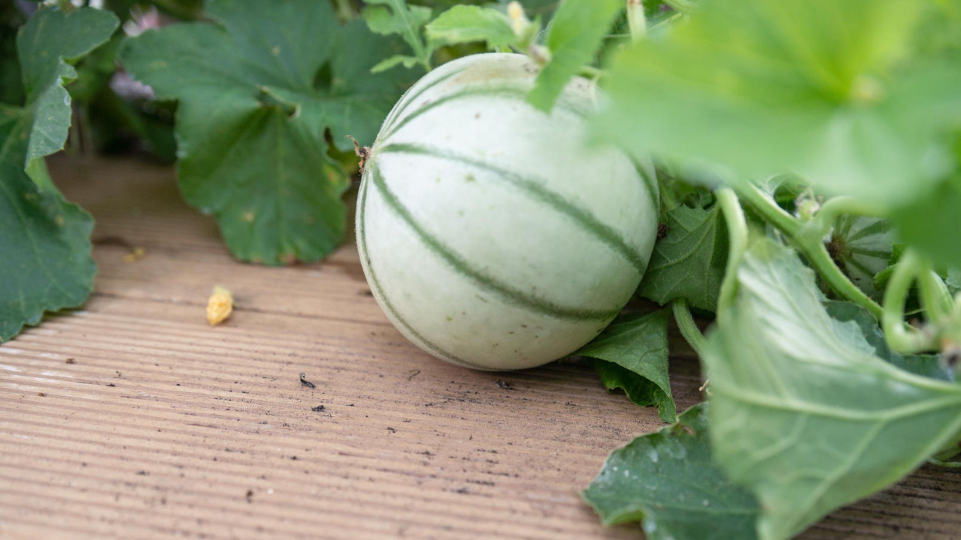 Melone, die in einem Myfood-Gewächshaus wächst