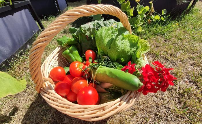 Panier légumes Myfood