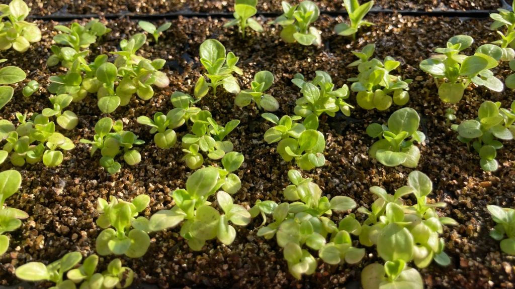 Graines en train de germer dans un incubateur à semis