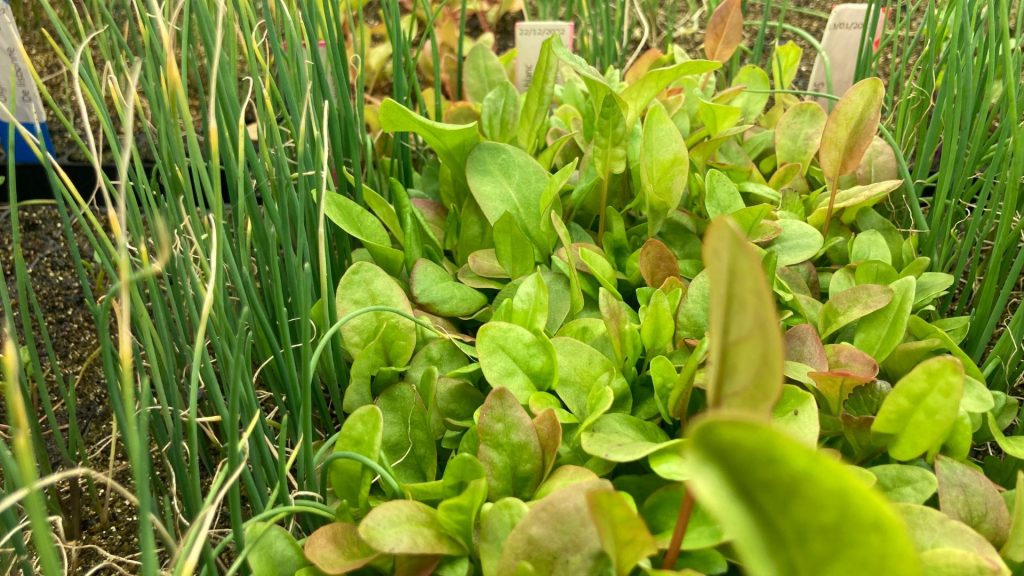 Semis prêts à être planté dans une serre ou potager