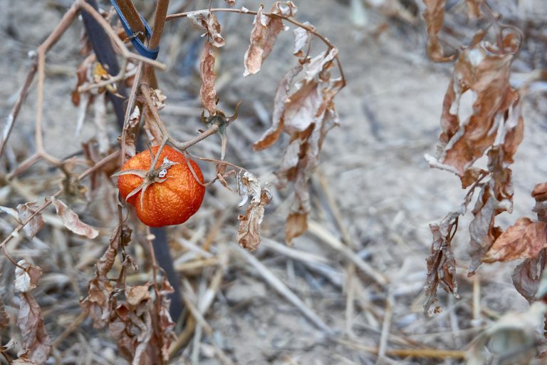 Sécheresse au potager